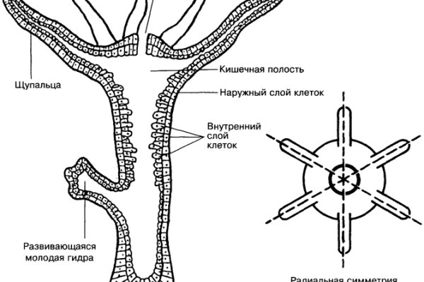 Активная ссылка на кракен